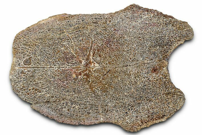 Polished Dinosaur Vertebra Section (Gembone) - New Mexico #348862